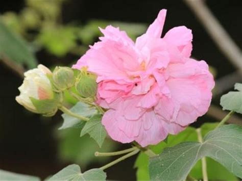 芙蓉怎麼種|如何栽種和養護芙蓉樹